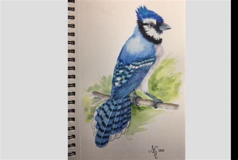 Watercolor Bluejay Pro Techniques Explained Anna Bucciarelli