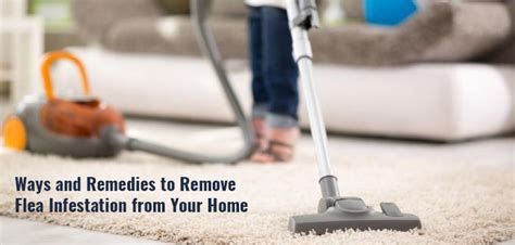 Ways and Remedies to Remove Flea Infestation from Your Home – Flea and ...