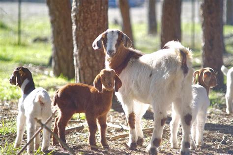 How to Raise and Care for Baby Goats