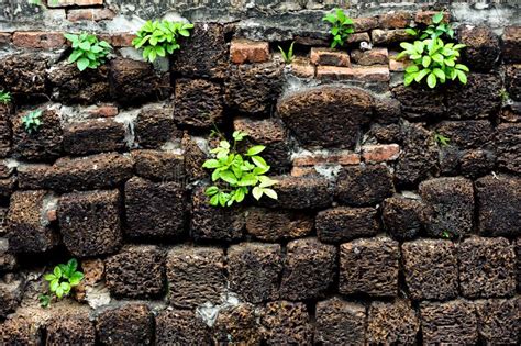 Little Plant Grow Volcanic Pumice Stone Wall Stock Photos Free