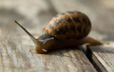 Snail Close Up | Copyright-free photo (by M. Vorel) | LibreShot