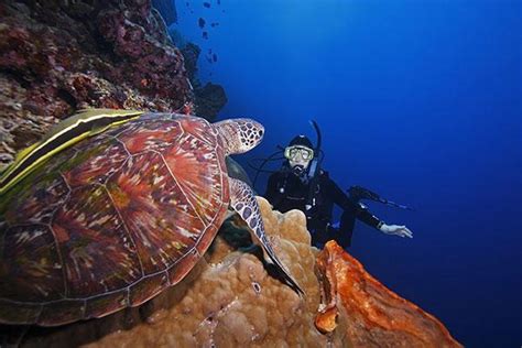 The Best Diving Spots In Indonesia Azimuth Adventure Travel Ltd