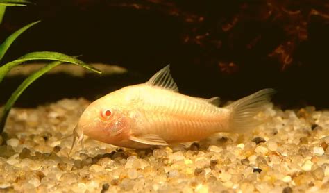 Albino Cory Catfish 101: Size, Price & More (For Beginners)