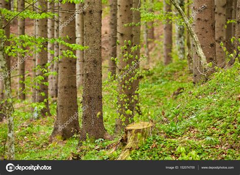 Лес смешанных деревьев стоковое фото ©Xalanx 152074700