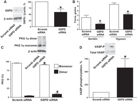 Effects Of Sirna Knockdown Of G Pd In Bpa On Force Generation To Mm