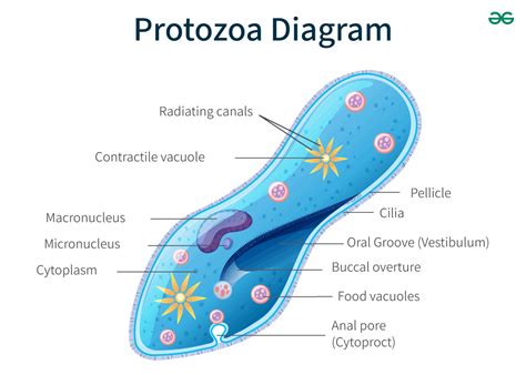 Protozoa Diagram With Labels Geeksforgeeks