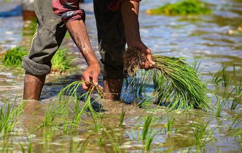 Govt Stops Releasing Sowing Data Of Paddy Two Other Crops