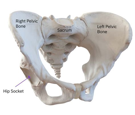 Ultimate Guide To Hip Mobility Everything For Your Hips Movement Fix