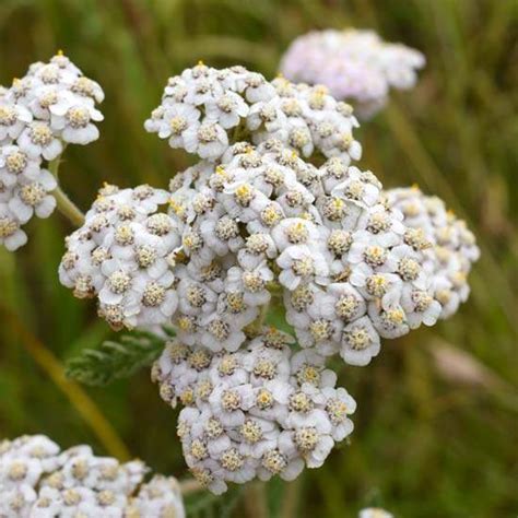 Pink Yarrow Flower Essence Meaning | Best Flower Site