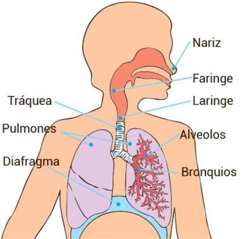 Sistema Respiratorio Para Ninos Actividades Sansanet The Best Porn