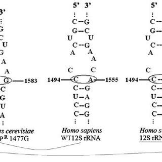 Secondary Structure Of The A Site Of The Wild Type And P R Yeast Strain