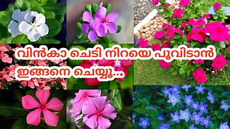 How To Grow And Care Vinca Roseaperiwinkletips For Maximum Flowers