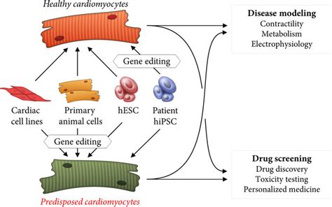 Schematic Representation Of Cell Types As A Basis For Human In Vitro