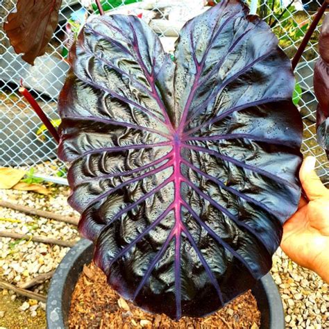 Colocasia Black Lava Asean Plant Export