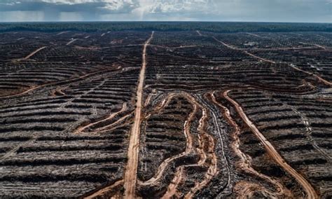 La Humanidad Está En Problemas Onu Revela Crisis En Biodiversidad