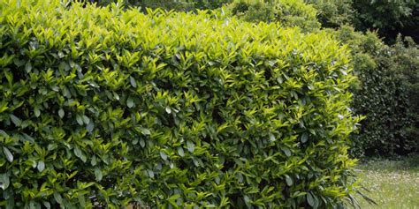 Fast Growing Hedges For Privacy