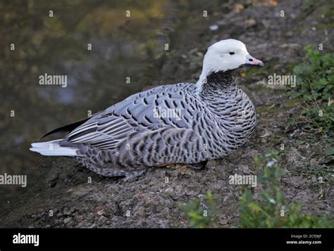 Emperor Goose Chen Canagica Stock Photo Alamy