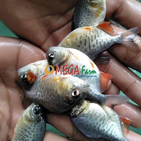 Jual Bibit Ikan Bawal Super Dan Larva Bawal Murah