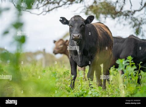 Agriculture Field Herd Of Beef Cows In A Field Springtime On A Farm