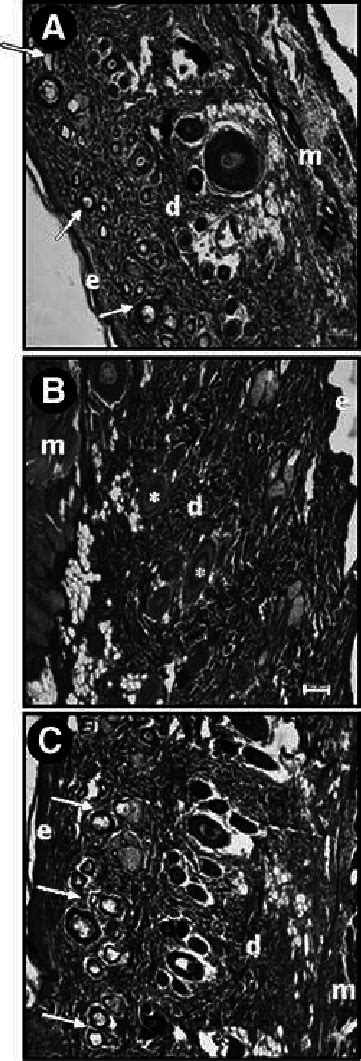 Photomicrographs Of Transversal Cuts Of The Skin Flap Sampling In The