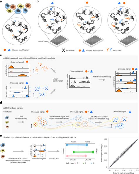 Scchix Seq Infers Dynamic Relationships Between Histone Modifications