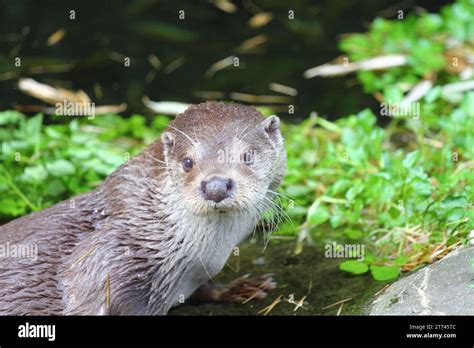 La Nutria Eurasi Tica Lutra Lutra Tambi N Conocida Como Nutria