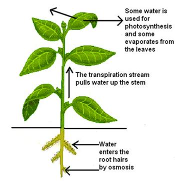 Transpiration And Excretion In Plants - A Overview Transpiration