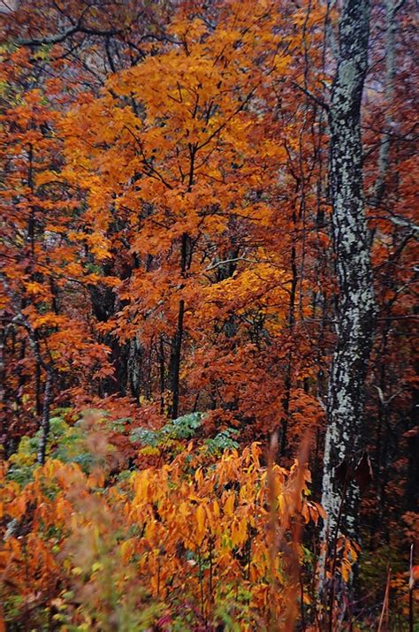 Intense Colors Fall - Free photo on Pixabay - Pixabay