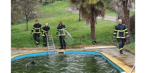 Ain Les Pompiers Sauvent Un Sanglier Tomb Dans Une Piscine