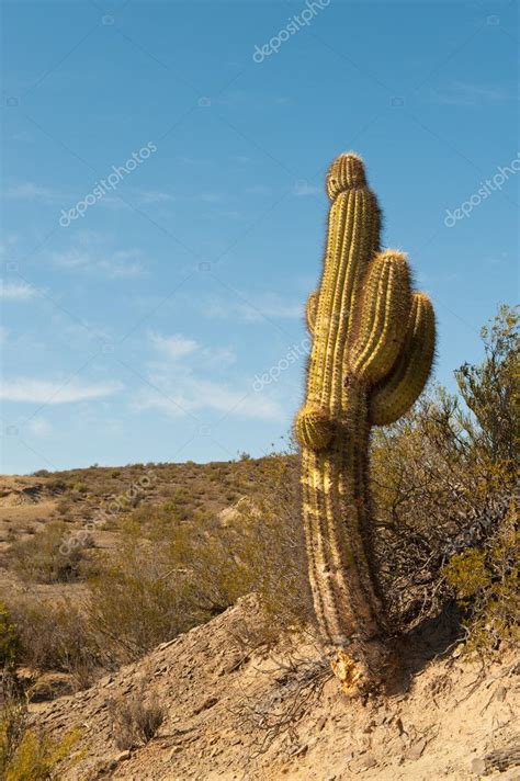 Cactus in a desert landscape. — Stock Photo © elnavegante #4271150