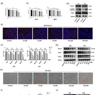 Adiponectin receptor activation displayed opposite effects on the ...