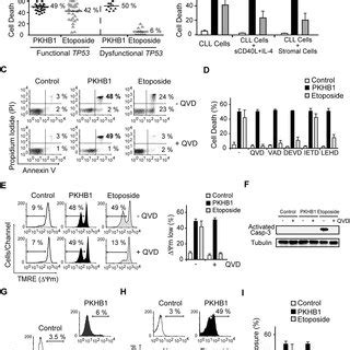 Schematic Representation Of Cd Mediated Pcd In Cll Cells Cd