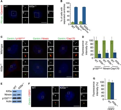 Kif3a Is Essential For Centriole Cohesion And Subdistal Appendage