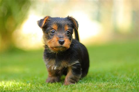 Australian Terrier | Australian terrier, Australian terrier puppies, Aussie puppies