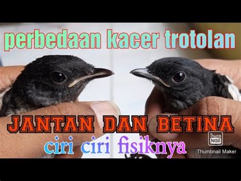 Ciri Ciri Kacer Trotolan Anakan Jantan Dan Betina Dari Fisiknya