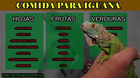 Qu Darle De Comer A Tu Iguana Ymx Supervivencia Youtube