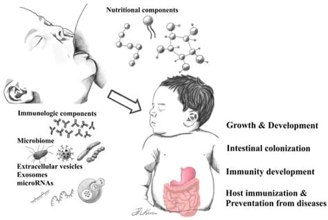 Nutrients Free Full Text Human Breast Milk Composition And Function In Human Health From