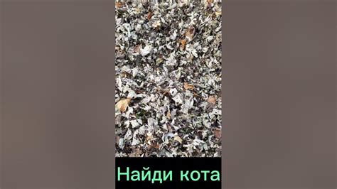 Тест игра "Найди кота" - YouTube