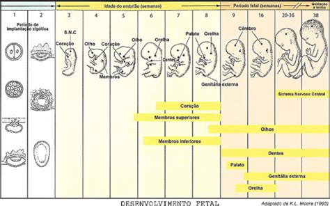 Beb Resumo Do Desenvolvimento Embrion Rio Fetal Semana