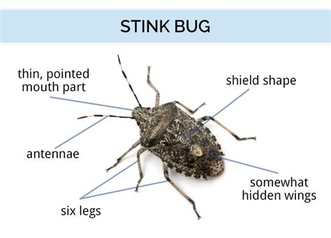 What Are Stink Bugs & What Do Stink Bugs Look Like - Stink Bug Identification