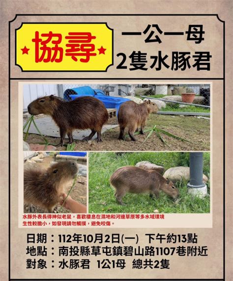 身價48萬「水豚君夫妻」驚傳私奔不見！飼主急協尋 一隻在逃中 鏡週刊 Mirror Media