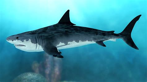 Megalodon fossils discovered all over the world | Fox News