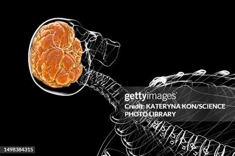Human Brain Illustration High-Res Vector Graphic - Getty Images 