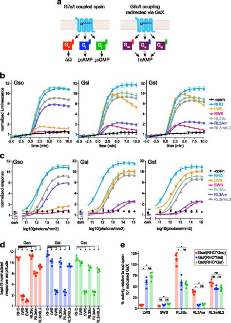 Human Rod Opsin Cone Opsins And Rod Opsin Loop Chimeras Couple To