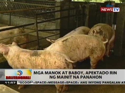 BT Mga Manok At Baboy Apektado Rin Ng Mainit Na Panahon YouTube