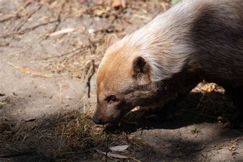 Cute Female Of Bush Dog Between Light And Shadow Stock Image Image Of