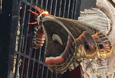 Cecropia Moth From Mississippi Whats That Bug