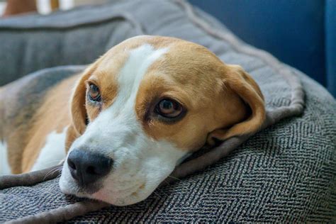 Beagle présentation caractère alimentation et prix