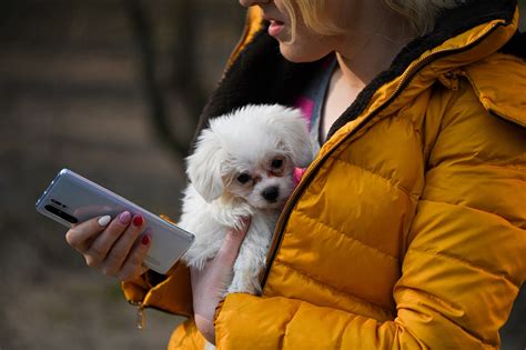 Mobile Phone Dog Smartphone - Free photo on Pixabay