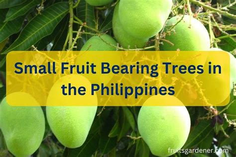 Some Small Fruit Bearing Trees In The Philippines That Thrive Well